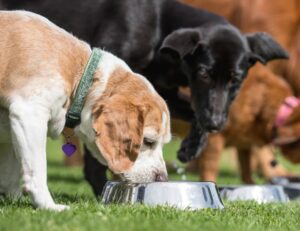 La Alimentación de Tu Perro Según su Edad: ¿Qué Necesita en Cada Etapa?