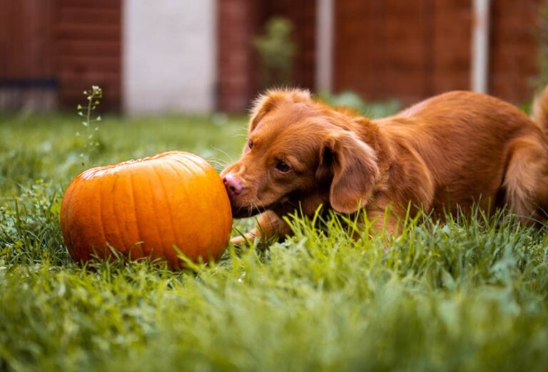 Beneficios de la Calabaza en la Alimentación de Perros y Gatos