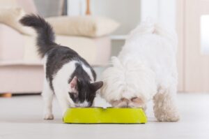 ¿Cuánta Cantidad de Comida Natural Debo Darle a Mi Perro o Gato?