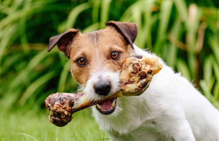 ¿Es seguro darle huesos a mi perro o gato?