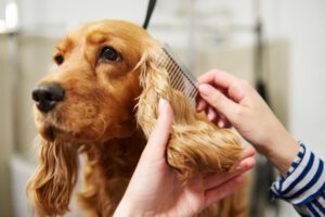 Secretos para un Pelaje Más Brillante: La Importancia de una Buena Alimentación