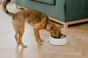 Señales de que tu perro o gato necesita una mejor alimentación