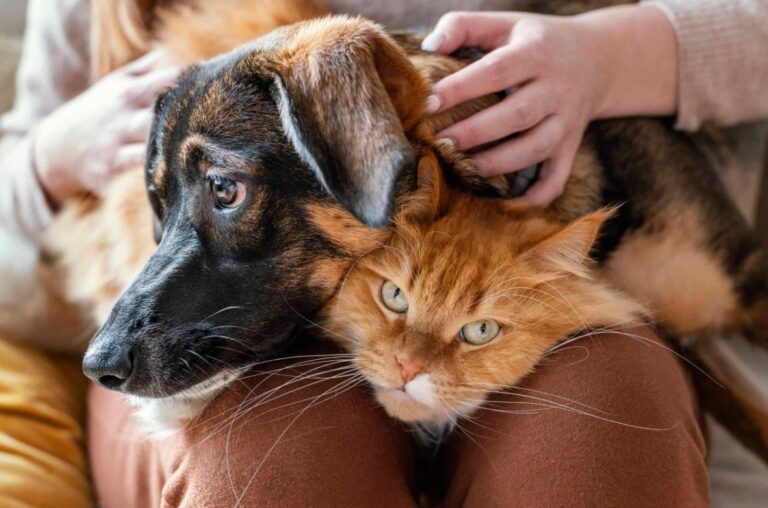 ¿Qué beneficios tiene la taurina en la dieta de gatos y perros?