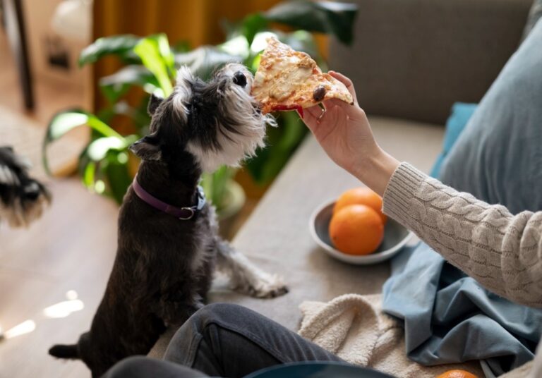 Alimentos que tu perro o gato no debería comer: lo que necesitas saber