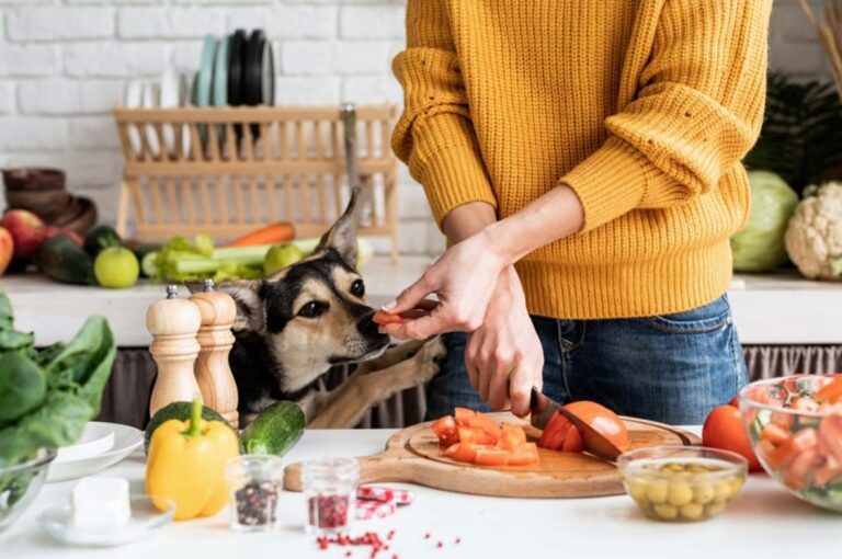 ¿Cuál es la diferencia entre la dieta BARF y la comida natural?