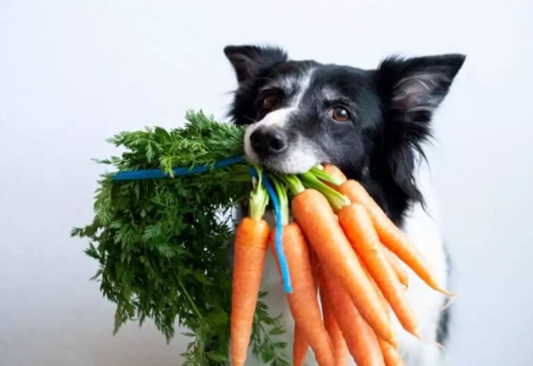 ¿Qué carbohidratos pueden comer los perros?