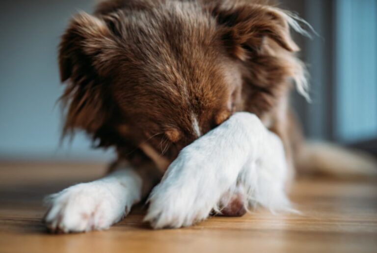 Consejos para mantener a tu perro o gato tranquilo durante los fuegos artificiales