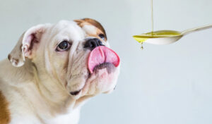 ¿Qué tipo de grasas son saludables para perros y gatos?