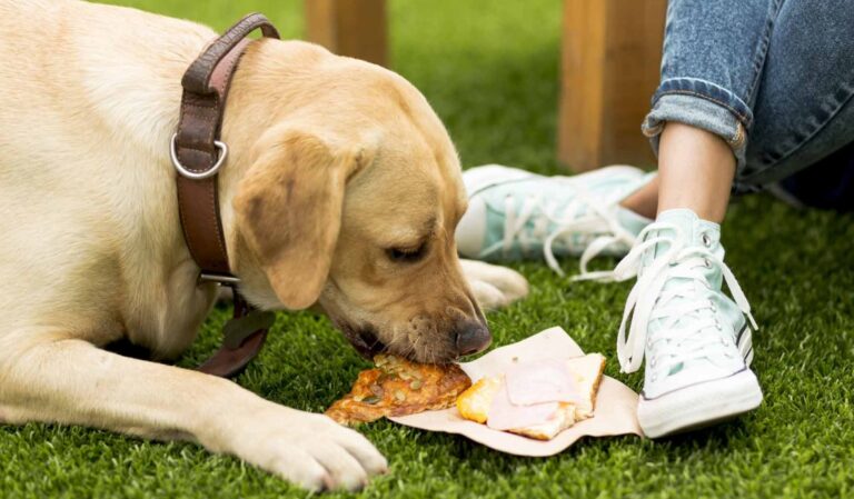 ¿Qué pasa si solo le das sobras de comida a tu perro?