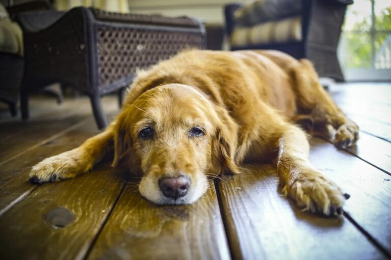 Cómo saber si tu perro o gato está deshidratado: la relación entre agua y comida húmeda