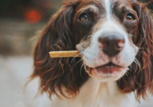 Los mejores snacks naturales para premiar a tu perro o gato