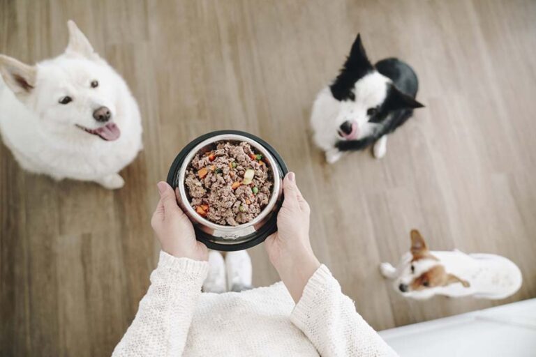 De la Comida Seca a la Comida Natural: ¿Cómo Hacer la Transición?