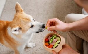 Variedad en la dieta: por qué es clave para la salud de tu perro o gato