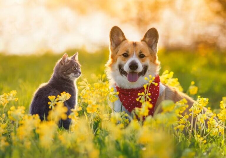 Alimentos ricos en antioxidantes para la salud de perros y gatos