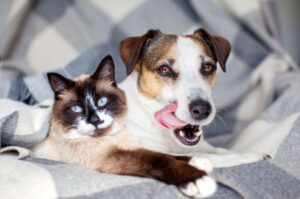 Importancia del calcio en la dieta de perros y gatos