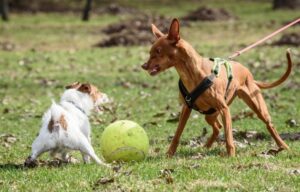 ¿Cómo influye la alimentación en el comportamiento de tu perro o gato?