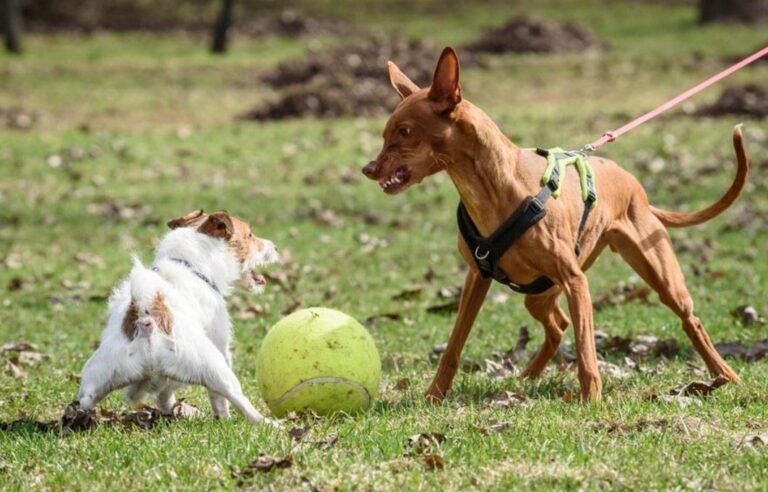 ¿Cómo influye la alimentación en el comportamiento de tu perro o gato?