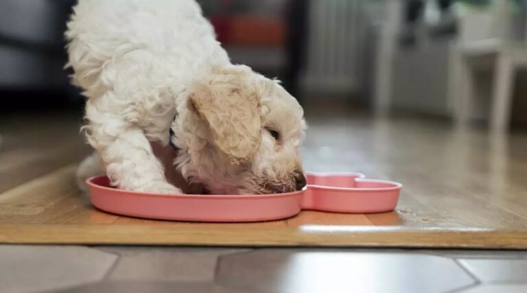 ¿Qué es una dieta de eliminación y cómo aplicarla a perros y gatos?