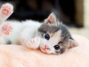 Consejos para la transición alimentaria de cachorros y gatitos