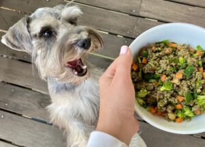 Los mitos sobre la comida húmeda para perros y gatos que debes dejar de creer