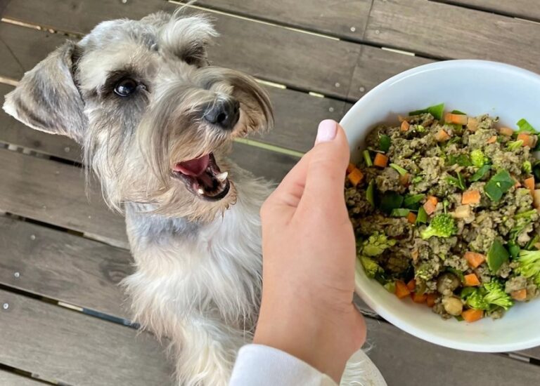 Los mitos sobre la comida húmeda para perros y gatos que debes dejar de creer