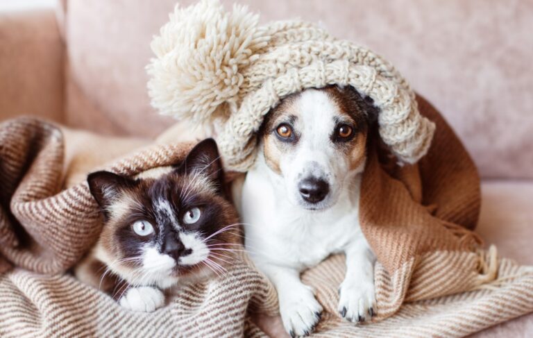 Cómo adaptar la dieta de tu perro o gato en invierno