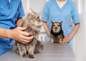 Consejos de alimentación para perros y gatos con problemas renales