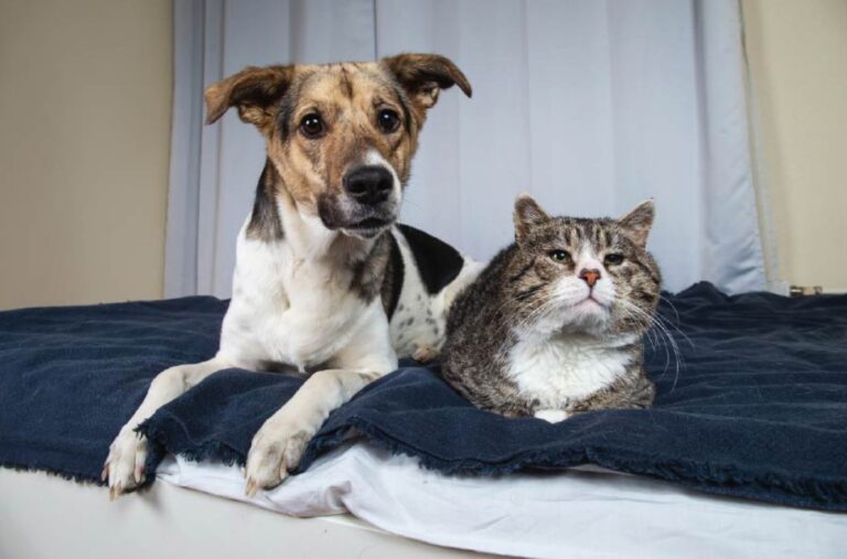 Dieta natural para perros y gatos senior: Clave para una vida saludable y activa