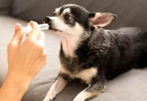 Razones para incluir probióticos en la dieta de tu perro o gato