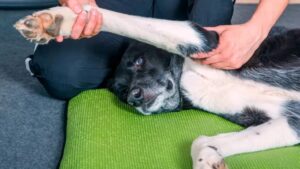 Alimentación para perros y gatos con problemas articulares: lo que necesitas saber