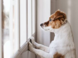 Qué hacer si tu perro o gato sufre de ansiedad por separación