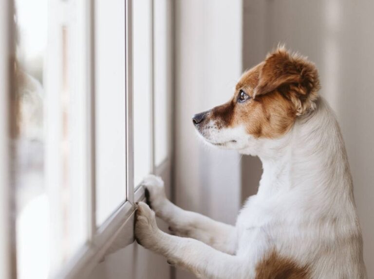 Qué hacer si tu perro o gato sufre de ansiedad por separación