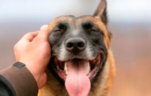 Guía para entender el lenguaje corporal de tu perro o gato