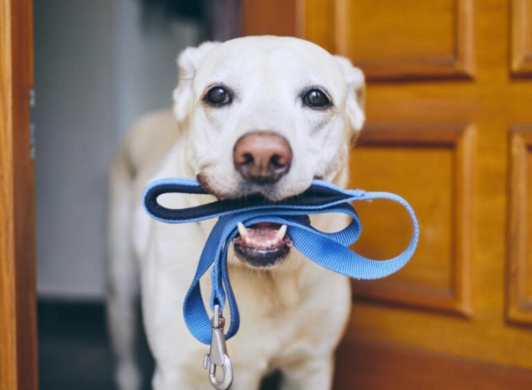 Consejos para mantener a tu perro o gato seguro durante los paseos