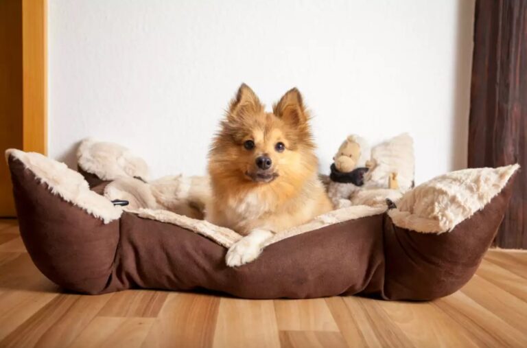 Cómo crear un espacio seguro y cómodo para tu perro o gato en casa