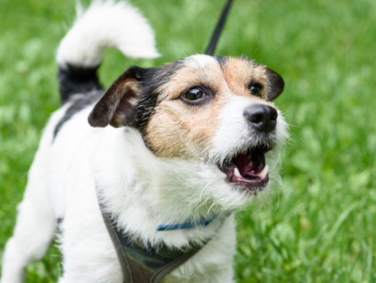¿Por qué mi perro ladra tanto? Causas y cómo corregirlo
