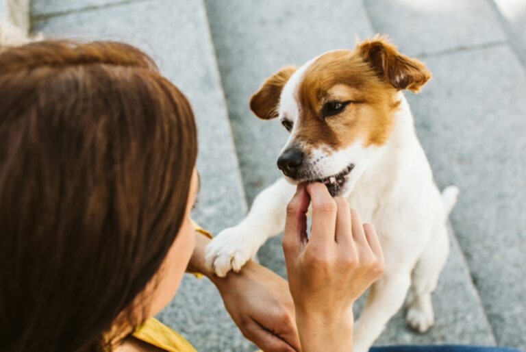 Cómo calmar a tu perro que salta al llegar a casa: consejos prácticos