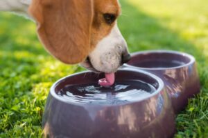 Cómo mantener el agua fresca y limpia para tu perro o gato en todo momento