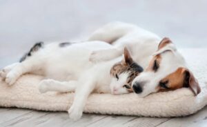 ¿Cómo hacer que tu perro o gato use su cama? Consejos prácticos
