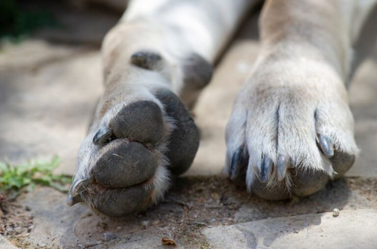 ¿Cómo detectar problemas en las patas de tu perro o gato?