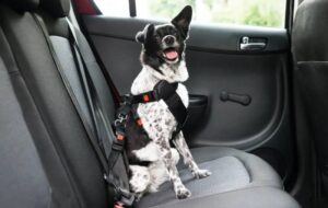 Cómo viajar con tu perro o gato: consejos para un viaje sin estrés