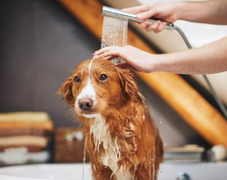 ¿Cada cuánto debes bañar a tu perro o gato? Lo que necesitas saber