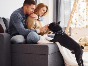 Cómo preparar tu casa para la llegada de un nuevo perro o gato