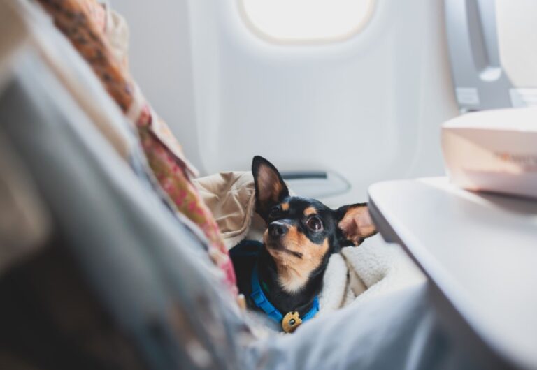 ¿Es seguro viajar en avión con tu perro o gato? Todo lo que debes saber