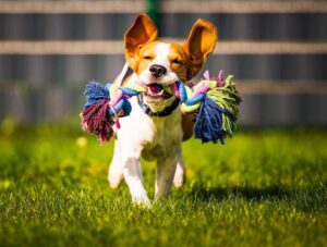 Cómo elegir el mejor juguete para tu perro o gato según su edad y personalidad